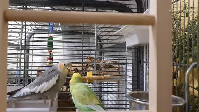 Попугай корелла кричит ? Корелла дома смотреть онлайн