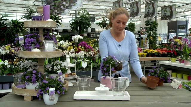 Decoreren Met Campanula Addenda