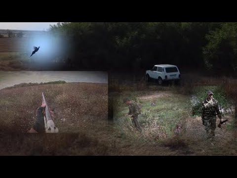 Ходовая охота с Курцхаарами. ТОЗ-34 смотреть онлайн