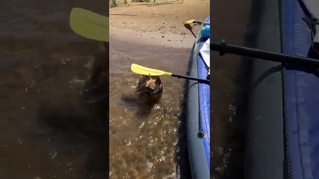 Traveling Dog | Funny french bulldog смотреть онлайн