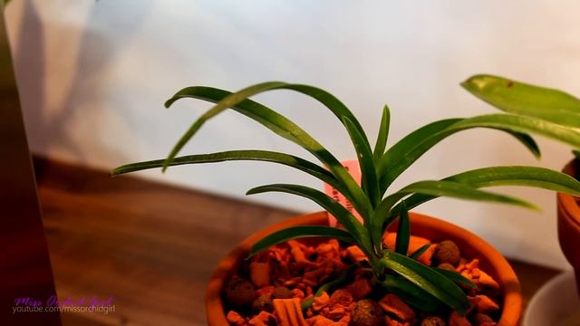 Ideal time to purchase Orchids смотреть онлайн