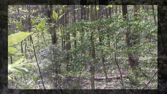 Spectacular Backcountry NC Gameland Wild turkey Hunt смотреть онлайн