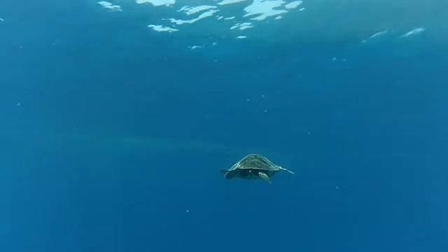 My first dive at the Great Barrier Reef (Australia, 2012) смотреть онлайн