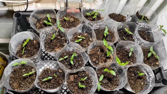 Как такое может быть ??? смотреть онлайн