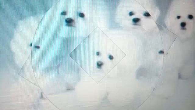 Все породы собак (часть 10) Бишон - фризе смотреть онлайн