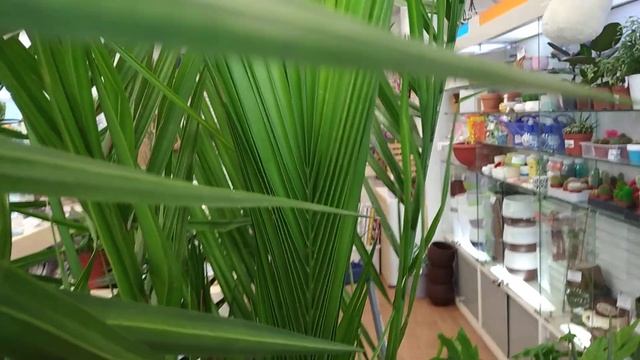 ?Распаковка огромной пальмы ? #город61 #flowers #комнатныецветы #финиковаяпальма #пальма смотреть онлайн