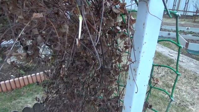Клематисы Первый весенний уход Опоры для клематисов Ремонт смотреть онлайн