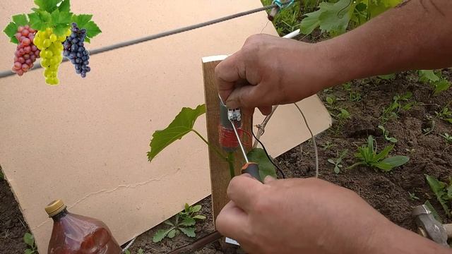 Прививка винограда маленькие хитрости смотреть онлайн