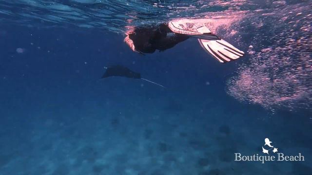 27.08.23 - Manta Rays in Dhigurah Lagoon. Dives at Kuda Giri, Manta Rays & Sunset Arches - Maldives смотреть онлайн