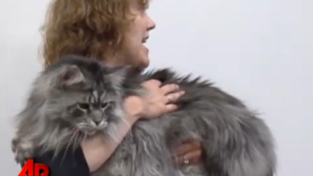 Самый длинный кот в мире смотреть онлайн