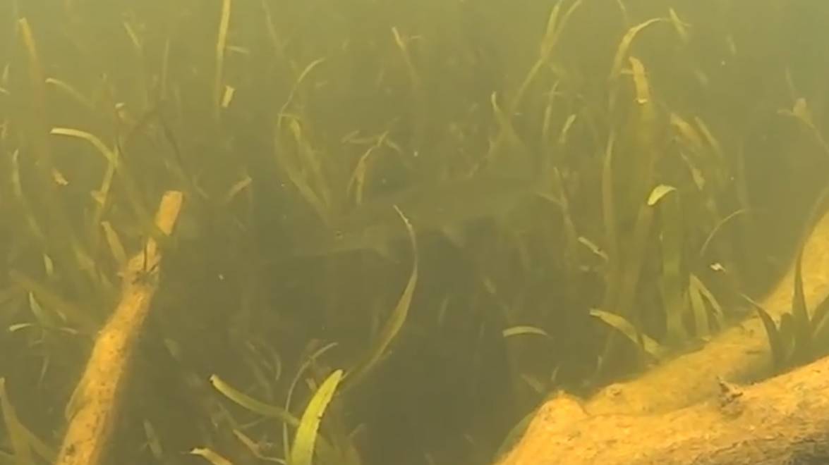 Подводная охота - дальний выстрел в щуку смотреть онлайн