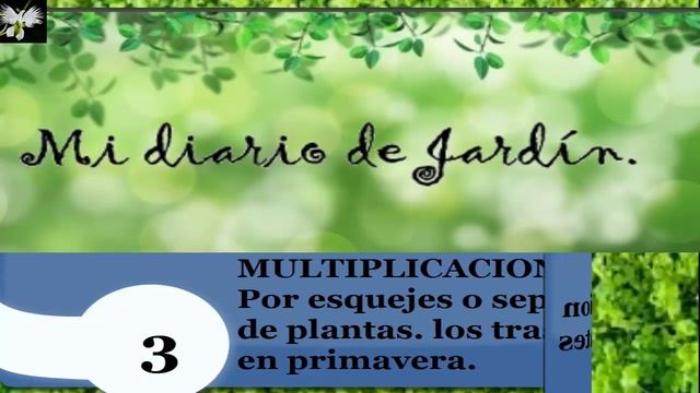 Dieffenbachia PICTA MACULATA sus cuidados, mi diario de jardin смотреть онлайн