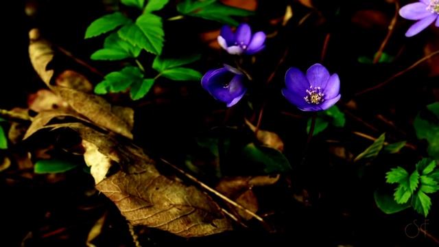 САКСОФОН смотреть онлайн