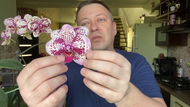 ОРХИДЕЯ фаленопсис Фронтера Phalaenopsis Frоntera смотреть онлайн