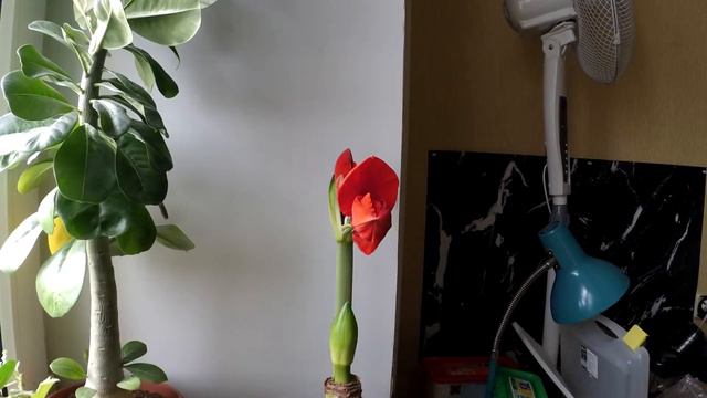 Amaryllis Red Lion смотреть онлайн