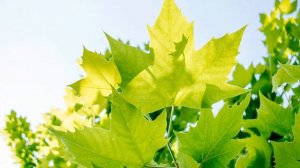 За далью даль... Потрясающе красивая музыка Сергея Чекалина, уносит вдаль... Послушайте