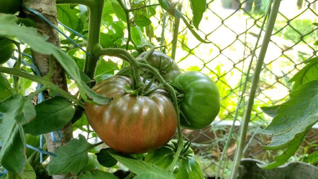 Темноплодный томат КОФЕ С МОЛОКОМ, очень вкусный и сочный! 🍅 смотреть онлайн