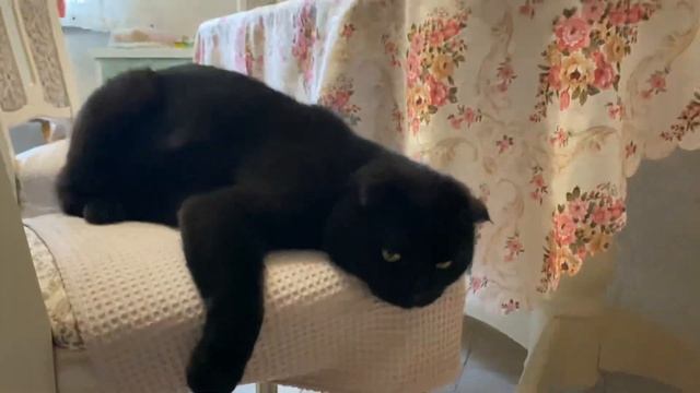 Британский кот ловит мышь