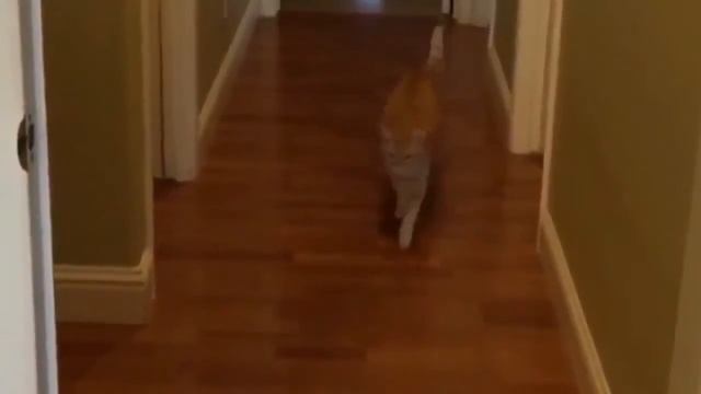 Дурачек сильно напугал кота смотреть онлайн