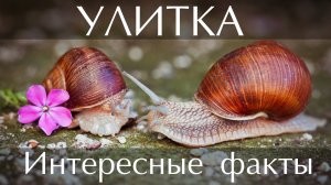 Улитка. Интересные факты