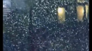 "Верасы"-"Завируха(Метель)"