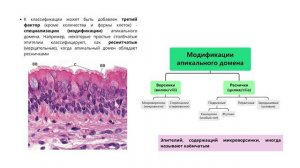 Эпителиальные ткани - гистология.