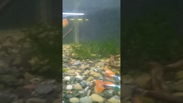 Гуппи Слоновьи Уши Красные смотреть онлайн