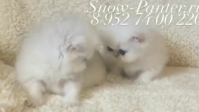 Котята персидские.Подрастают.Две девочки💖 смотреть онлайн