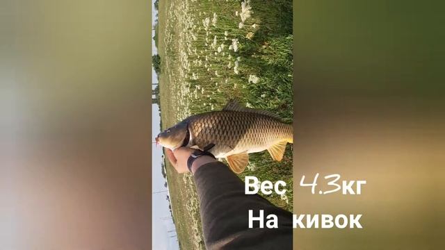 Лучшие МоМенТы ловли Рыбы на БОКОВОЙ КИВОК 2021 смотреть онлайн