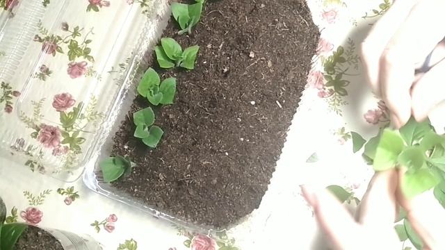 ПОЧЕМУ НЕ УКОРЕНЯЮТСЯ ЧЕРЕНКИ ПЕТУНИИ ? ТОП-10 ПРИЧИН смотреть онлайн