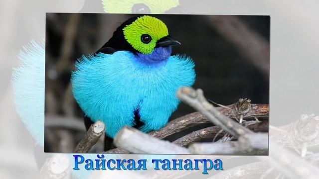 Самые красивые птицы планеты Земля смотреть онлайн