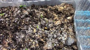 Голубой мак,выращиваю из семян.