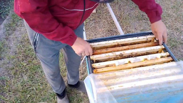 Как так ???? Родная матка в улье, увидел расплод!!!