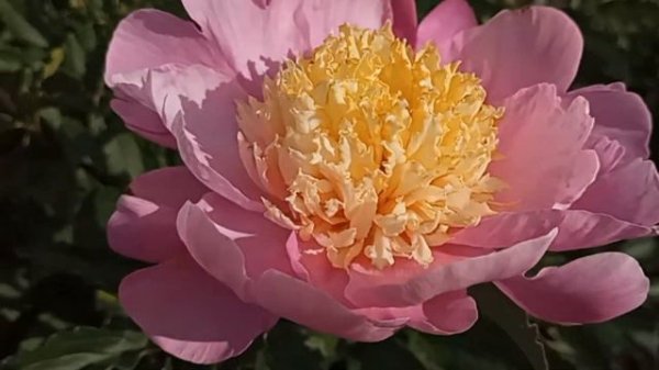 Пион Mr.G.F.Hemerik