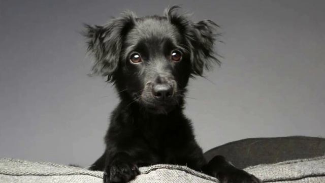 Markiesje - TOP 10 Interesting Facts - Dutch Tulip Hound