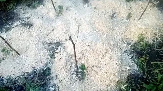 Картошка под опилками. Эксперимент. 21 июня 2019 г. смотреть онлайн