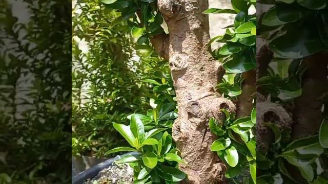 Bunga Asoka Warna pink. смотреть онлайн