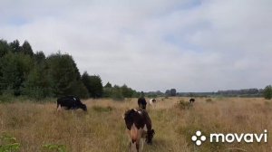 ПРОПАЛИ КОРОВЫ// ОТ ЧЕГО ЗАВИСИТ ЗАПАХ И ВКУС ДОМАШНЕГО МОЛОКА