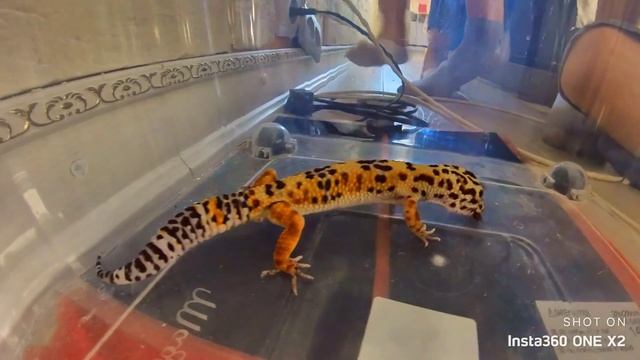 Эублефар жрет личинок, червей, кормешка? Кормим ящерицу