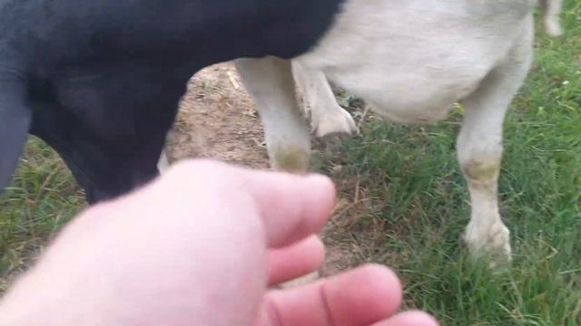 Дорпер начала рожать в поле - повел домой #dorper #dorpersheep #дорпер #ram #семейнаяферма смотреть онлайн