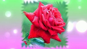 Футаж. Цветы под дождём 14  Footage. Flowers in the rain 14