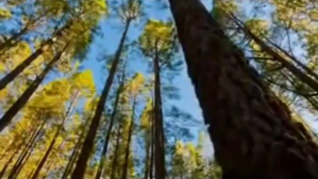 Кавер на песню"Верхом на звезде"Найк Борзов/на гитаре смотреть онлайн