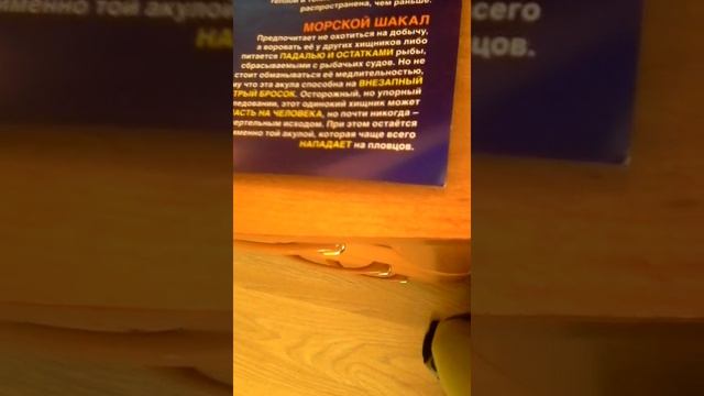 Акулы&ко макси длиннокрылая акула №4 смотреть онлайн