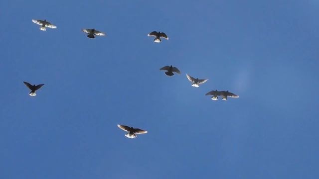 Тренировка голубей Спортсмены (03.06.2017) смотреть онлайн