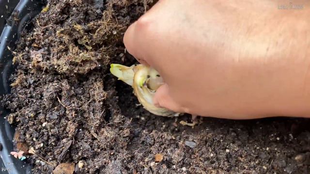 How to Plant Bearded Iris Orchids Plant || Full Tide & Dangerous Mood from Walmart смотреть онлайн