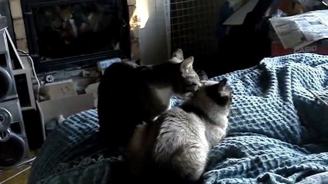 котэ, вот тут ещё НАДО БЫ ПОМЫТЬ, А ВЫ ГОВОРИЛИ, ЧТО МЫ ДЕРЁМСЯ смотреть онлайн