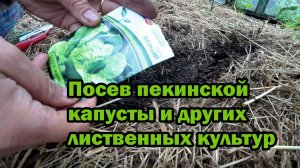 Посев пекинской капусты в теплицу