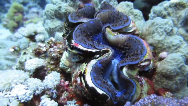 Tridacna gigas , Red sea смотреть онлайн