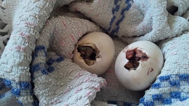 Спасаю Утят без Инкубатора.. смотреть онлайн