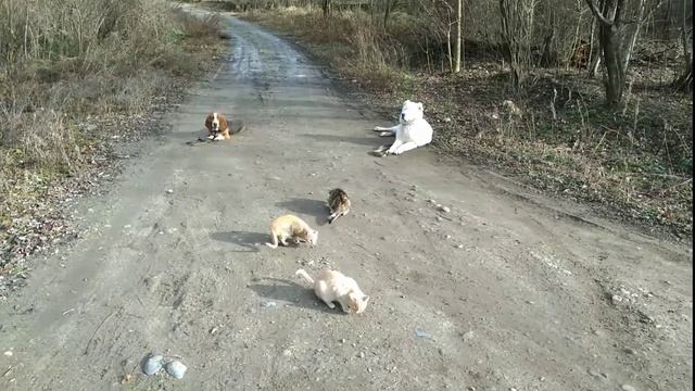 Железная выдержка Алабай и Бассет-хаунд смотреть онлайн